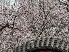 -桃花堤公园