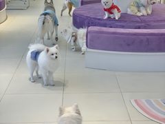 -怪兽屋·羊驼·猫咖·狗咖(俊华广场店)