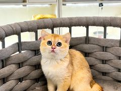 -lincat·猫舍(广州店)