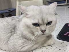 -宠爱国际动物医院·消化内科·心肾内科·ISFM猫友好(望京店)