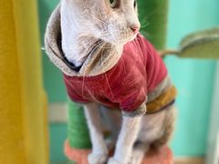 -猫在这儿猫咪咖啡馆·撸猫馆