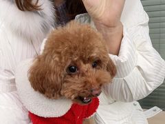 -爱侣宠医·鹦鹉专科·小型哺乳类·异宠专科(灵石路店)