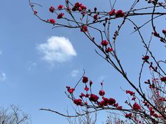 -渭南桃花源民俗文化园