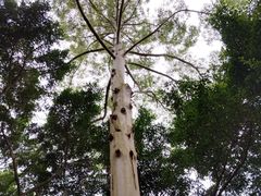 -银湖山郊野公园-相思林