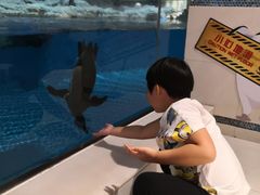 -帝企鹅自助餐厅•儿童岛•真企鹅(长隆企鹅酒店)