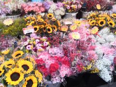 -越秀西湖花市(广州城市广场花卉店)