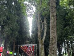 -武陵山森林公园