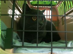 -凯特喵百思猫专科医院