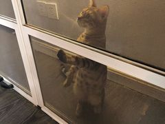 -吉丁鸟咖·异宠·寄养