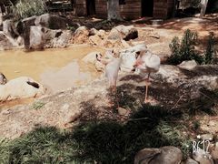 -昆明动物园