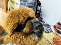 -猫色咖啡·猫咖