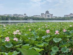 -莲花池公园