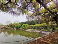 -嘉定紫藤园