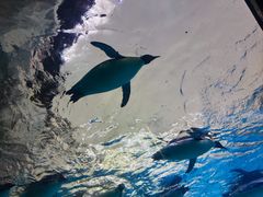 -珠海长隆海洋王国