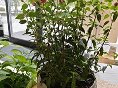 -Beans Solo豆号咖啡(百家湖花园店)