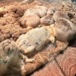 -Zoolung Zoolung动物主题公园(海信广场店)