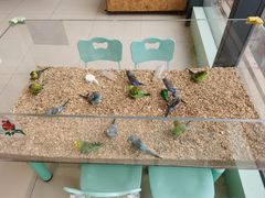 -怪兽屋·羊驼·猫咖·狗咖(俊华广场店)