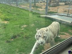 -西霞口神雕山野生动物世界