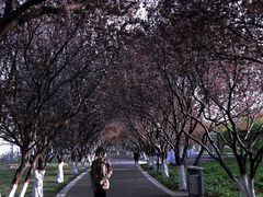 -石家庄市植物园