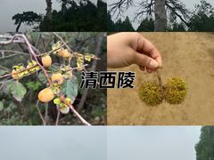 -清西陵