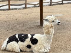 -祥源·阜阳生态乐园