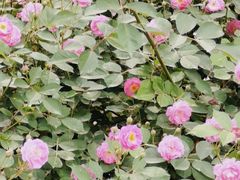-石家庄市植物园