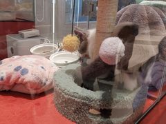 -babydoll猫舍·米努特·德文·缅因(久光中心店)
