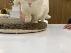 -COLOR PETS 撸猫馆·购猫·猫咖(长风大悦城店)