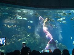 -海合安武汉极地海洋公园