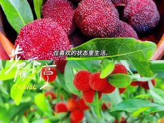 -梁子湖东篱老屋生态庄园