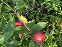 -南汇新场正宗水蜜桃采摘