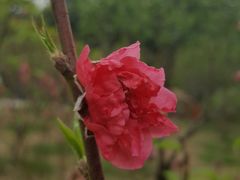 -桃花涧