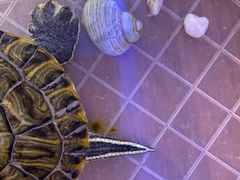 -爱哆宠物医院·骨科·外科·猫科