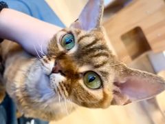 -有喵·猫咖·狗咖·30几只猫10只小狗(岗厦店)