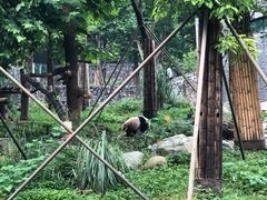 -都江堰中华大熊猫苑
