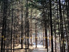 -帽儿山国家森林公园