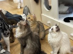 -有喵·猫咖·狗咖·30几只猫10只小狗(岗厦店)