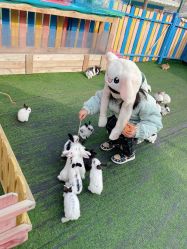 -萌宠亲子动物乐园(槐房万达店)