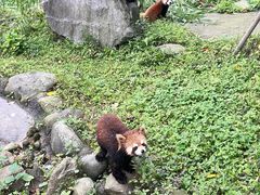 -都江堰中华大熊猫苑