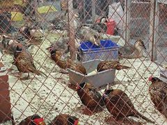 -鱼窝棚柴火铁锅炖(富山屯店)