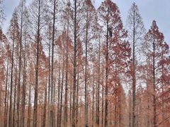 -黄海国家森林公园