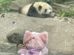 -都江堰中华大熊猫苑