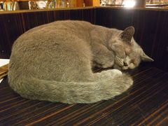 -more than meow吴止猫主题餐厅(承德 中船汇店)