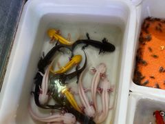 -朝来春花卉市场