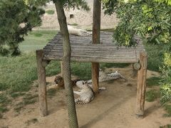 -西霞口神雕山野生动物世界