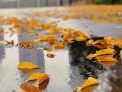 -中国邮政(世纪大道营业部)