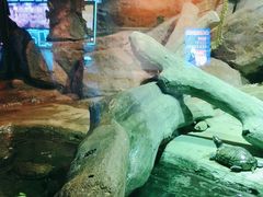 -西安曲江海洋极地公园