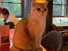 -咖法森林·咖啡  酒吧(天河店)