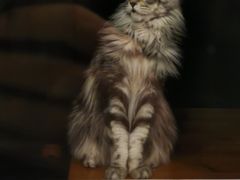 -猫小院猫主题餐厅(三里屯店)