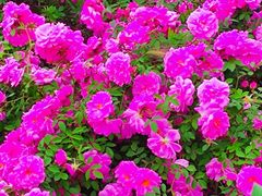 -长春公园(普阳街道)